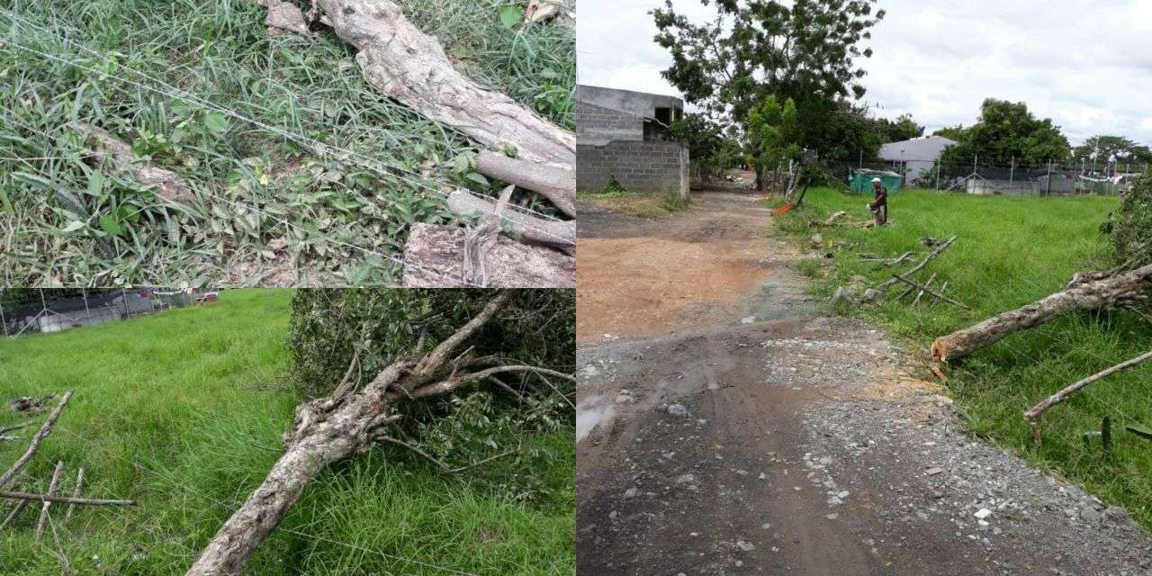 Habitantes del barrio Horizonte, vía al Sabanal, denuncian arboricidio en una finca del sector