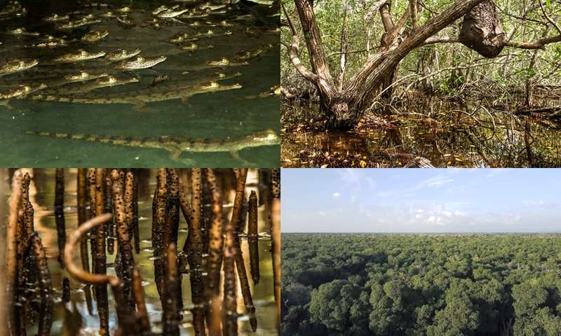 Comunidad rechaza nuevo puerto marítimo de carga que amenaza la fauna y flora de la Bahía de Cispatá