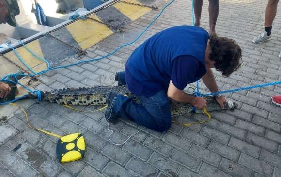 En plena playa de San Andrés encuentran nadando a un cocodrilo