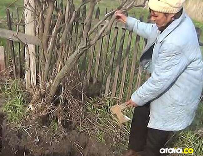 ¡Macabro! mató a su marido con un hacha, lo desmembró, lo enterró en el patio de su casa y nadie se enteró