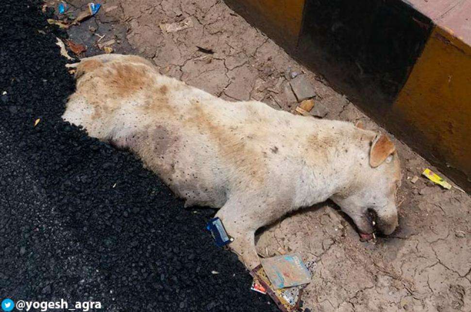 ¡Desgarrador! Mientras construían una carretera, obreros le echaron asfalto a un perro mientras dormía