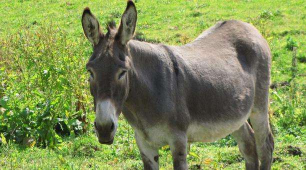 ¡Indignante! Un grupo de jóvenes atacaron y le cortaron la oreja a un burro