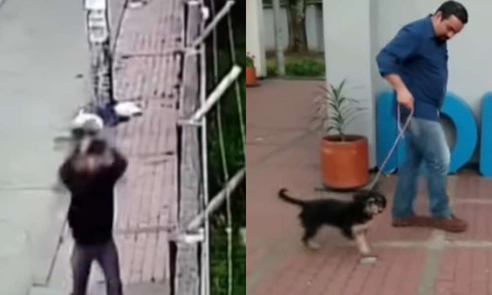¡Indignante! En Bogotá hombre lanzó a su perrita por encima de un muro para deshacerse de ella