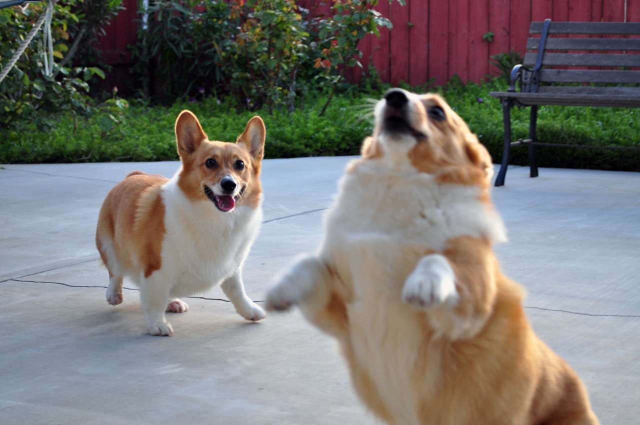 Este sábado es el Día Mundial del Perro