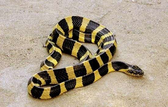 Joven de 21 años murió tras ser mordida por una serpiente que compró por Internet