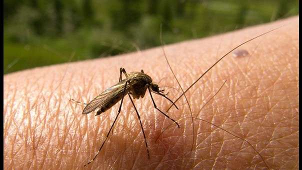 ¡Alarmante! Seis muertes posiblemente relacionadas con dengue en Córdoba