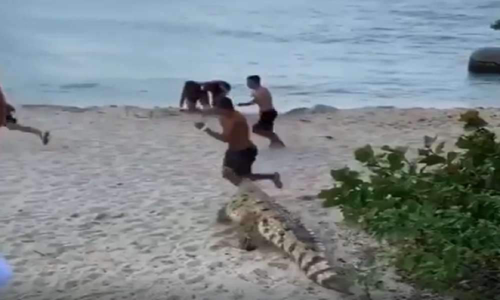 En video, pánico causó la presencia de un caimán en playas del Tayrona