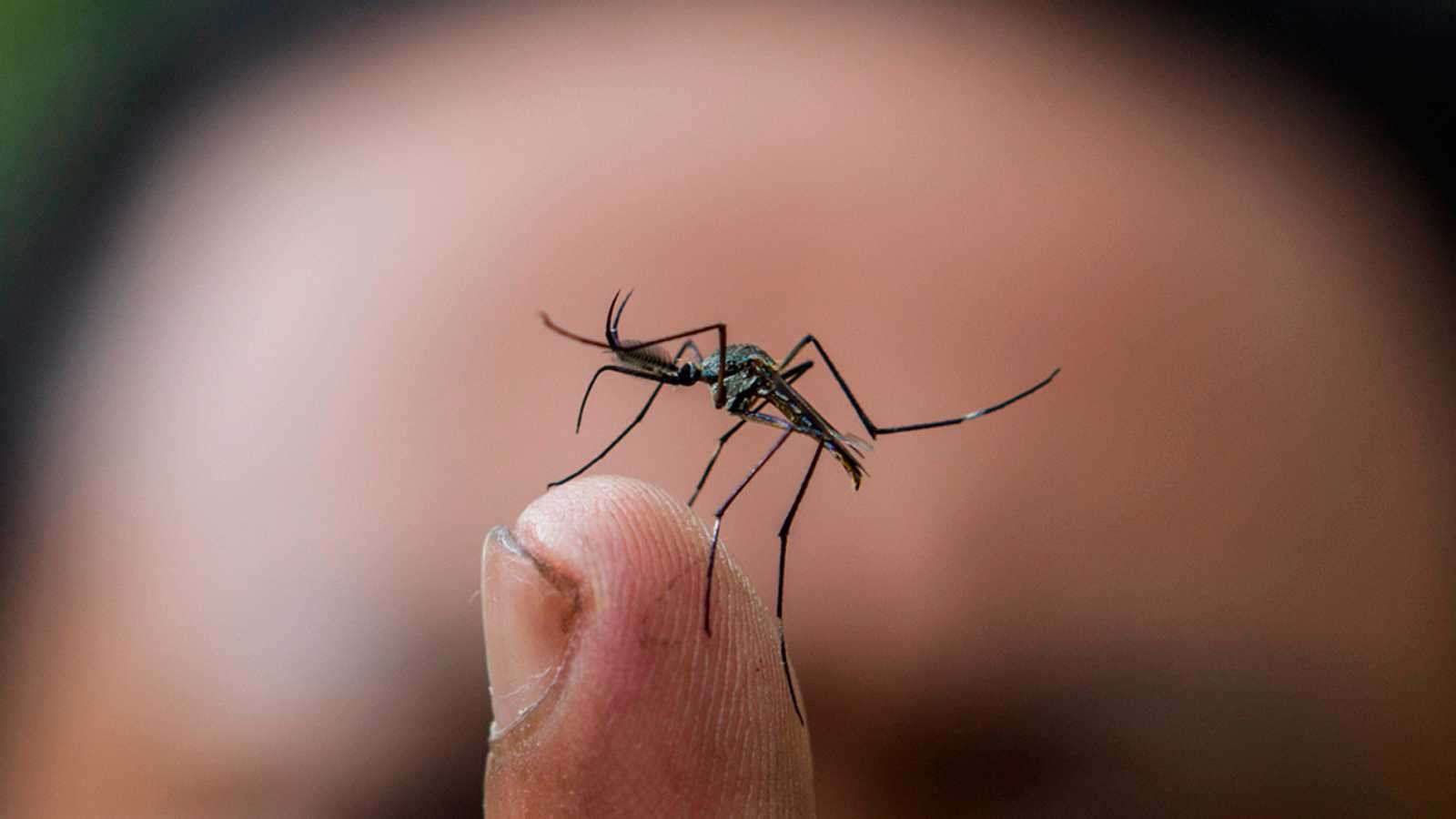 ¡Mucho cuidado! Aumentan casos de dengue y malaria en Córdoba