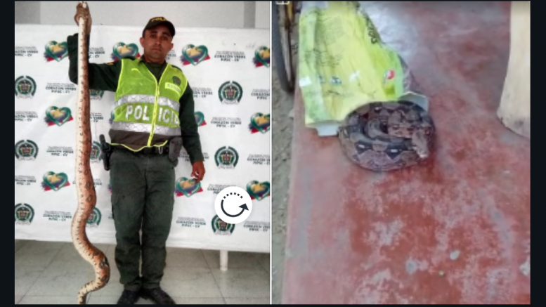 Terror causó gigantesca boa que apareció en zona rural de Cereté  