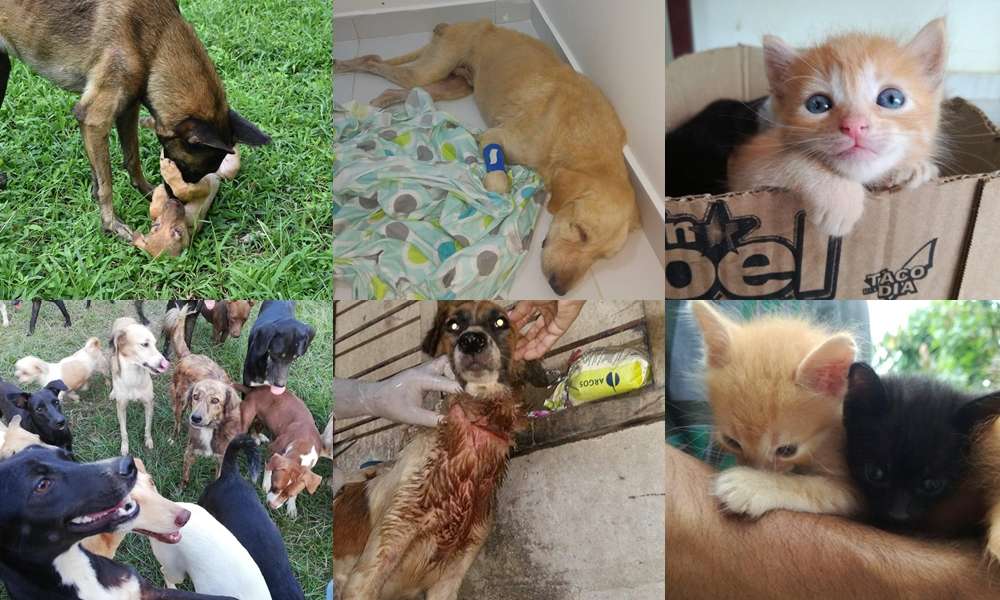 Oficina de Protección Animal en Montería sería una «fachada»: cerca de 150 ‘animalitos’ necesitan ayuda