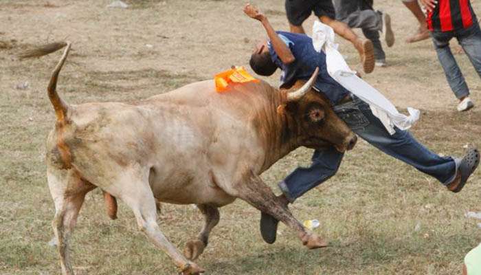 ¿Irresponsables? ICBF amonestó a padres de menor corneado por un toro en Ciénaga de Oro