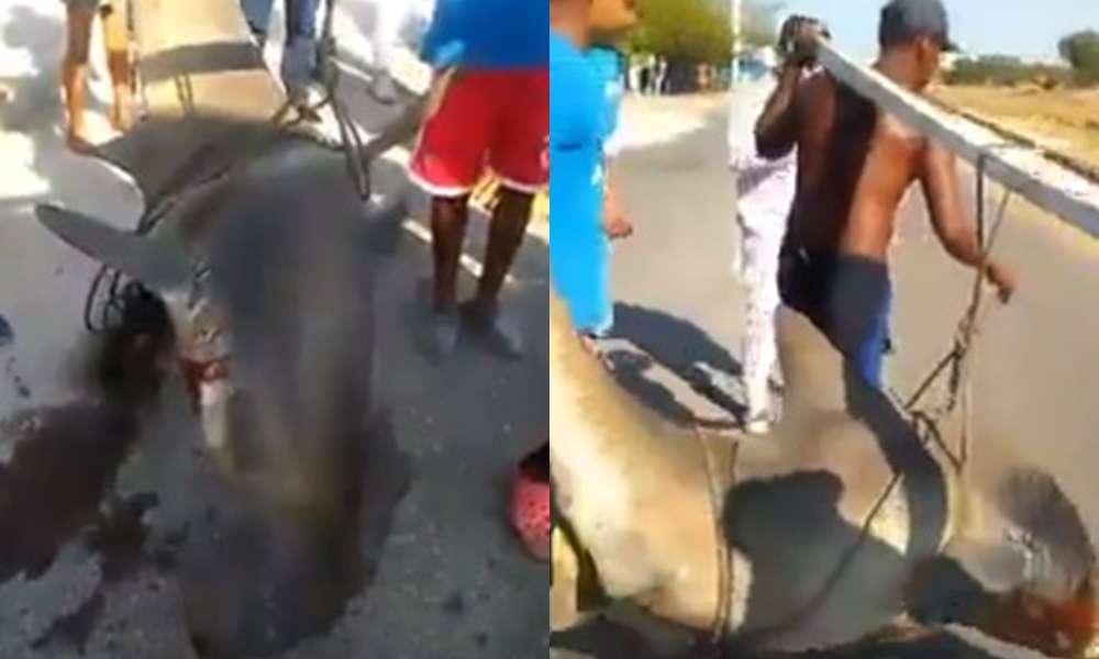 En video, pescan a tiburón en peligro de extinción en Santa Marta y lo exhiben como trofeo