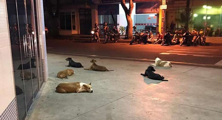 Conmovedor: hombre de la calle sufrió derrame cerebral y sus 6 perros lo esperaron a las afueras del centro hospitalario