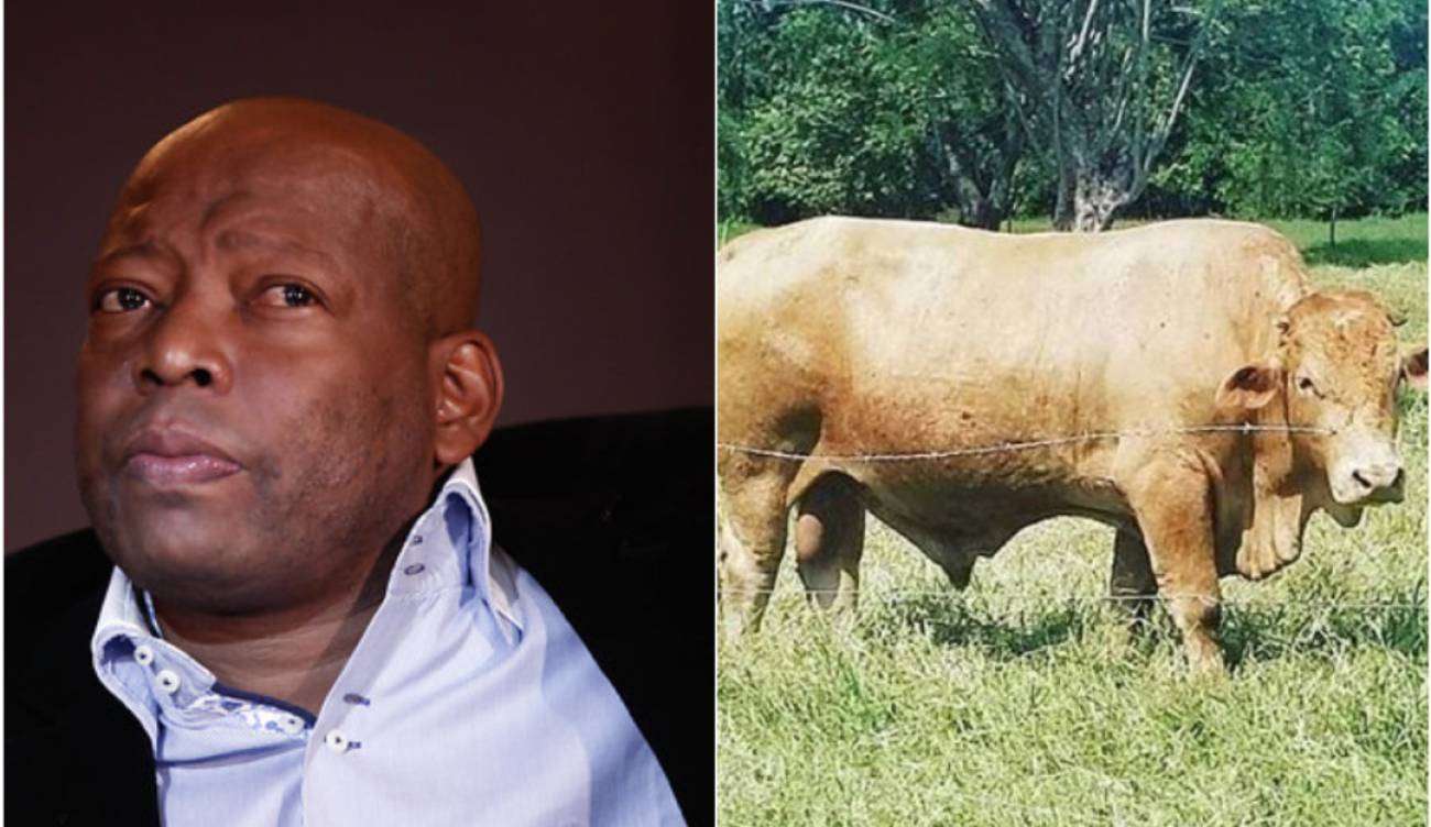 Autoridades encontraron a ‘Lagrimón’, el toro del Tino Asprilla