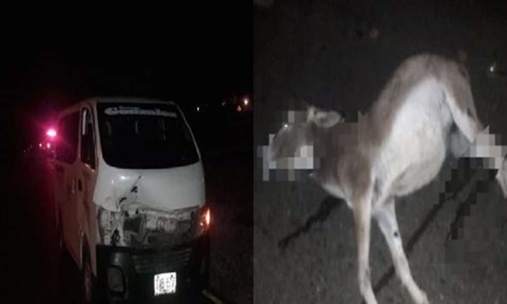 Vans chocó contra un burro en La Ye de Sahagún