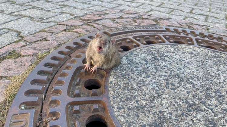 Realizaron tremendo operativo para rescatar a una rata obesa que quedó atrapada en una alcantarilla