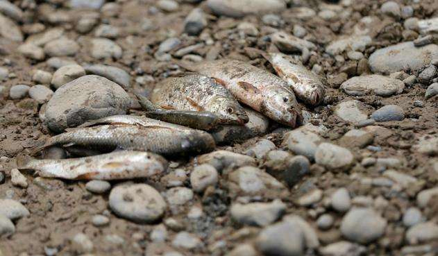 Hallan muertos a más de 57 mil peces en el río Cauca