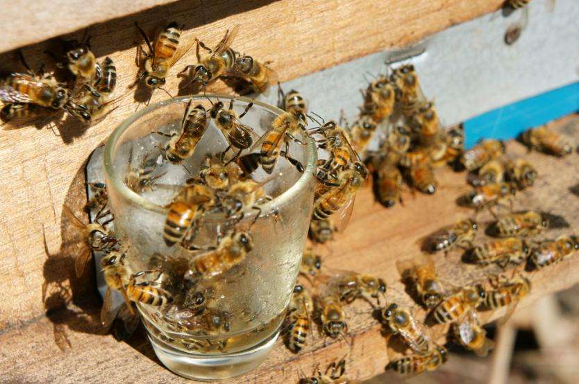 Manos criminales habrían provocado la muerte de 15 colmenas de abejas en Ciénaga de Oro