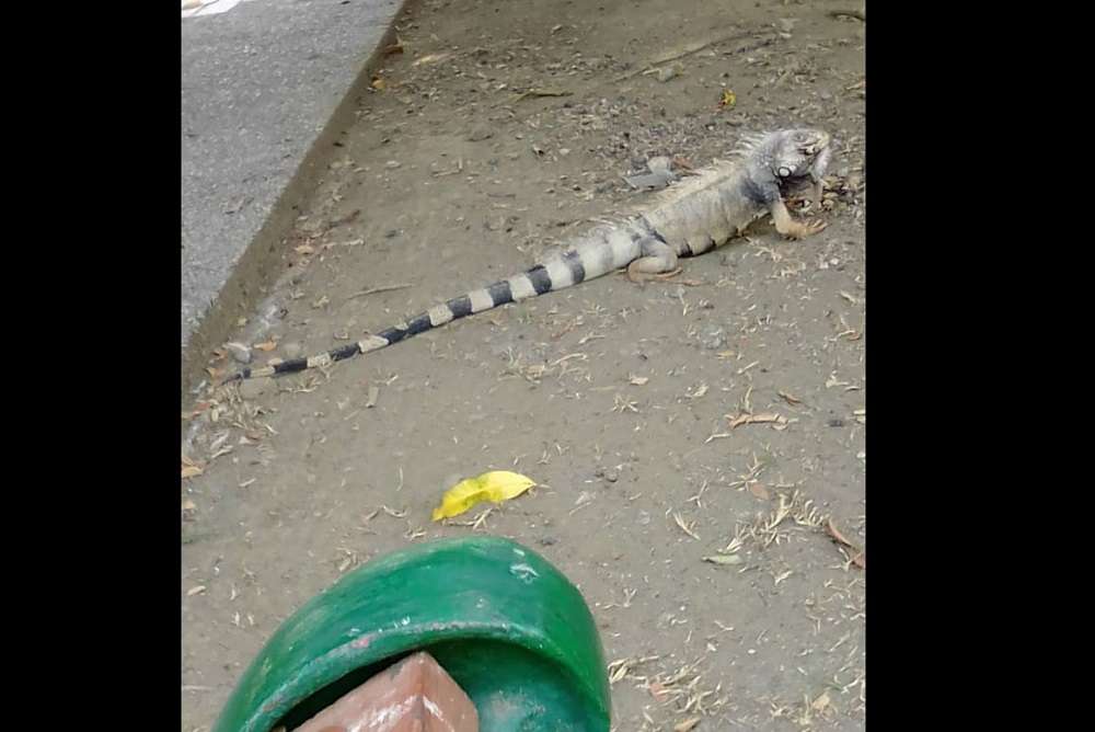 Qué pesar, en parque de iglesia de La Castellana se estarían muriendo de sed las iguanas y ni el párroco les da agua