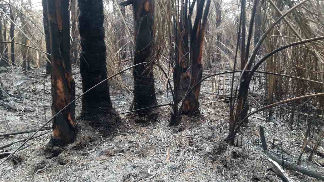 Incendio forestal consumió al menos 1800 hectáreas en el Parque Natural los Katíos