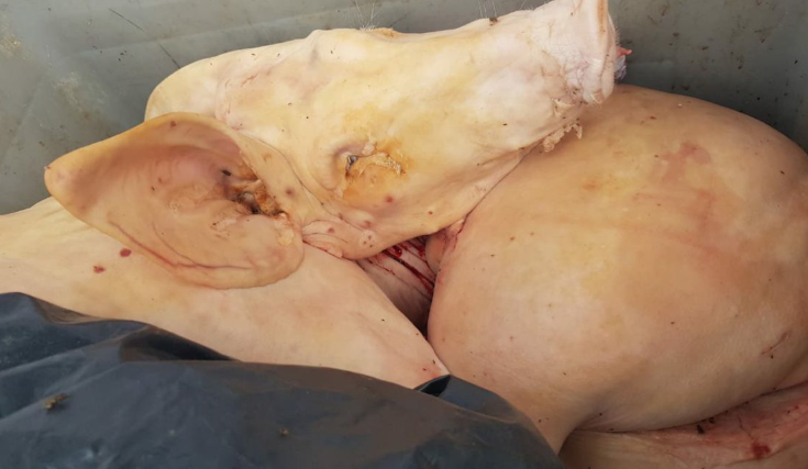 Ojo, el 80 por ciento de la carne de cerdo en Montería proviene de mataderos ilegales