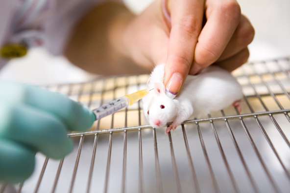 Cámara aprobó en segundo debate proyecto que prohíbe uso de animales en testeo para cosméticos