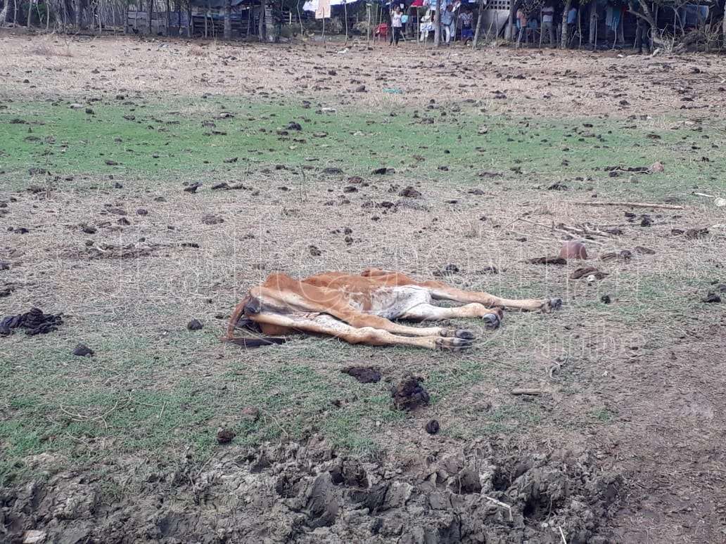 Cifras alarmantes en Córdoba: más de 30 mil reses han muerto por sequía