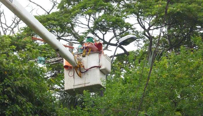 Por labores de poda, Electricaribe interrumpirá servicio de energía en zona rural de Montería