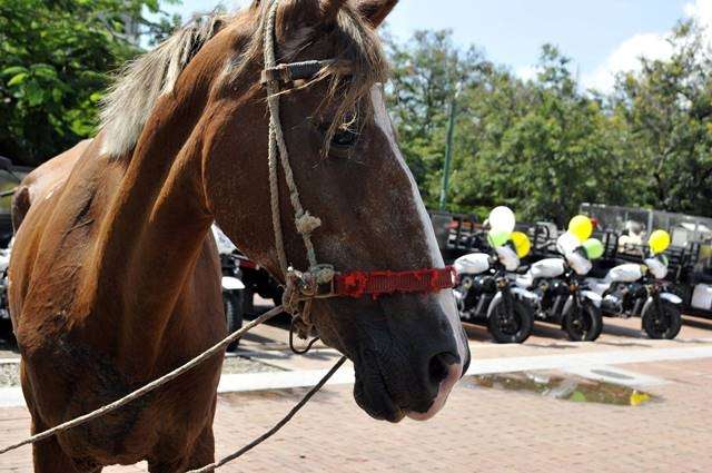 Prohibida la tracción animal en el casco urbano de Montería