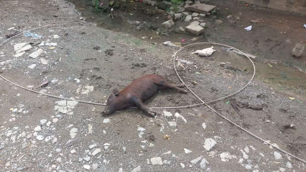 Cables en el suelo electrocutaron a varios animales en zona rural de Purísima