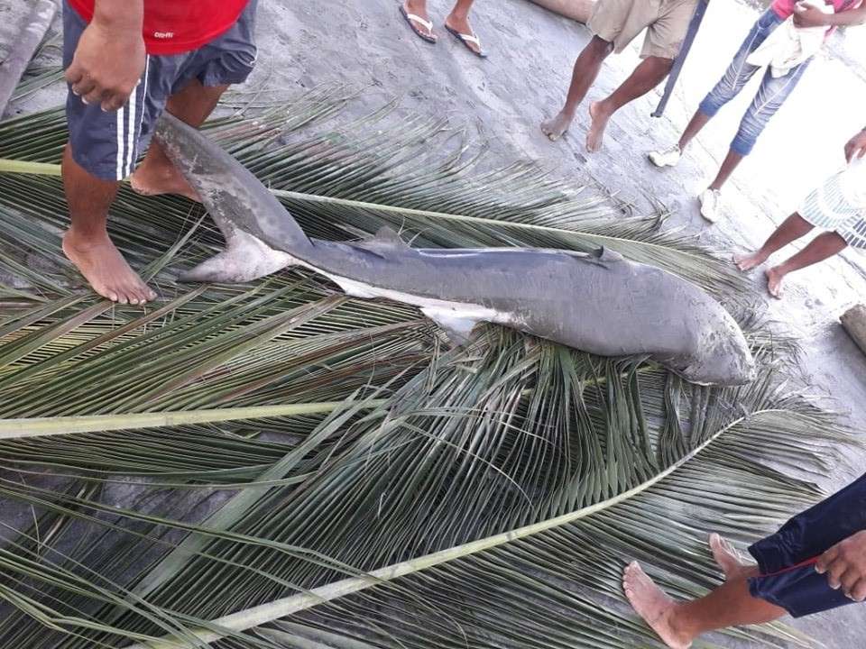 Pescan tiburón en las playas de Simón Bolívar en Puerto Escondido