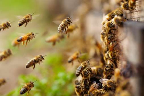 Proyecto para proteger a las abejas se hundió en el Congreso