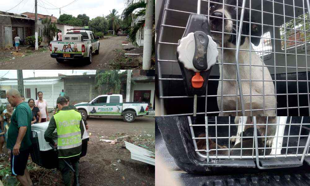 Desalmados, abandonaron a perrita y a sus cachorros en Juan XXIII