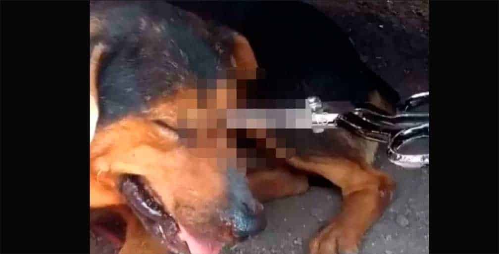 Chincolo, el perro que casi muere luego que un desalmado le clavara una tijera en el ojo