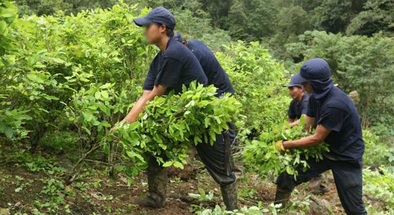 Cerca de tres mil campesinos retomarían cultivos ilícitos en el sur de Córdoba tras incumplimiento del Gobierno