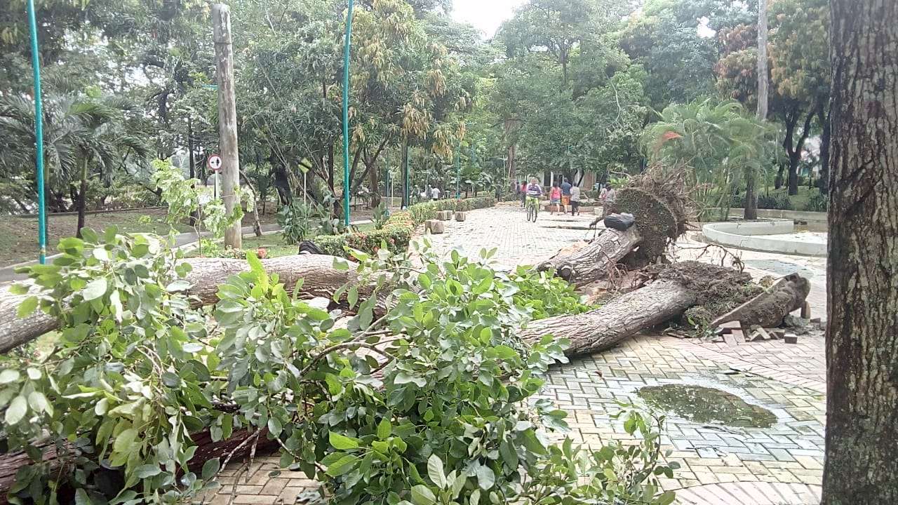 Fuerte vendaval dejó árboles caídos en la Ronda del Sinú, en la Catedral y otros sectores provocando daños materiales