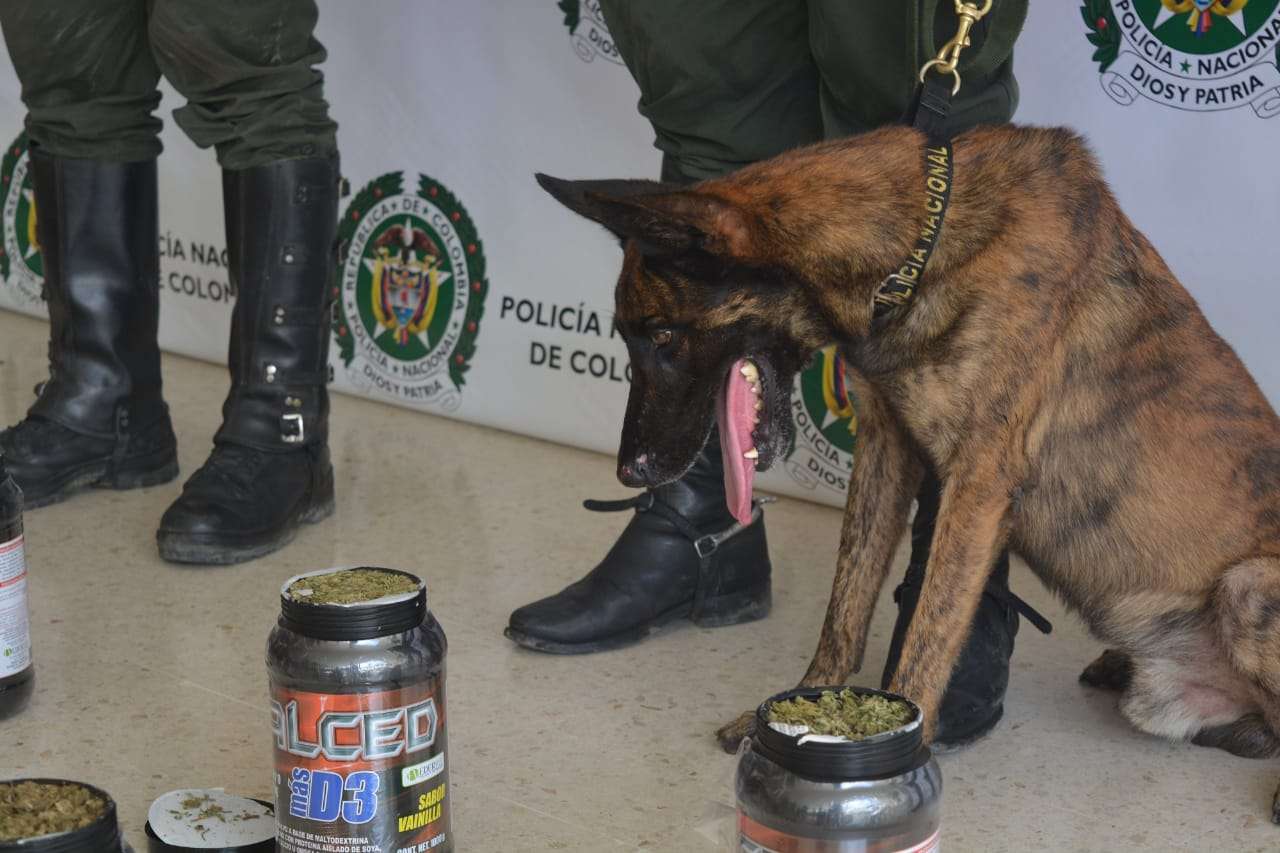 Canino detectó 20.500 gramos de marihuana que estaban camuflados en tarros de multivitamínicos