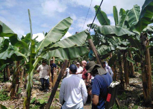 ‘Mal de Panamá’: en Urabá activaron protocolos para evitar contagio en plantaciones de banano