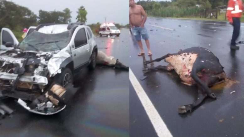 Carro mató a dos vacas que se atravesaron en la vía San Carlos – Cereté