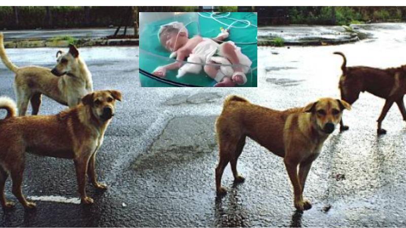 En video, perros callejeros salvaron a bebé que fue abandonada en drenaje de aguas residuales