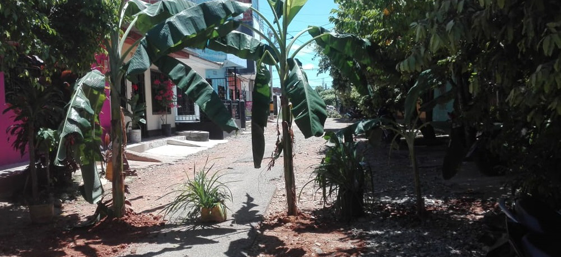 Cansados del pésimo estado de una calle, habitantes sembraron matas de plátano