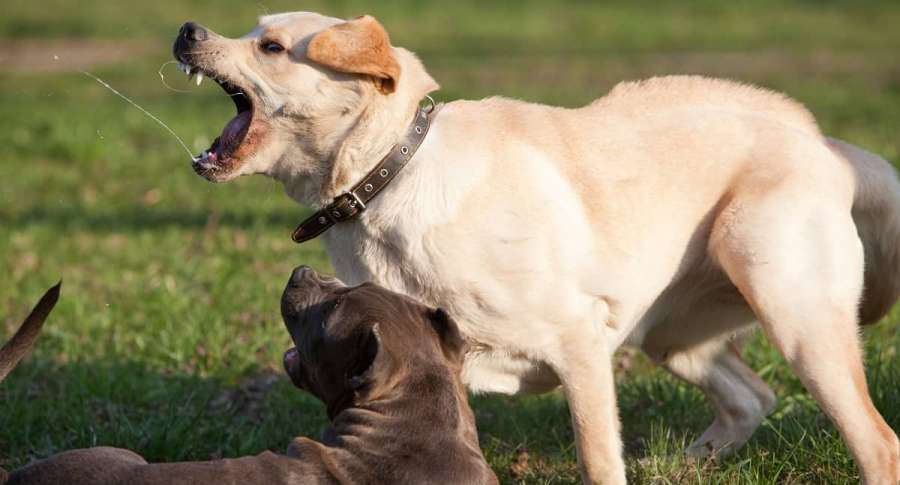 Hombre murió tras ser atacado por una jauría de perros, tenía más de 100 mordidas