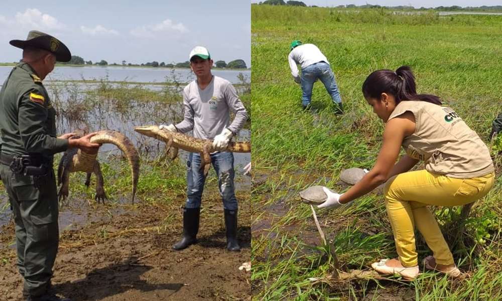 CVS y Fundación Omacha libera especies de fauna silvestre en complejo cenagoso de Ayapel