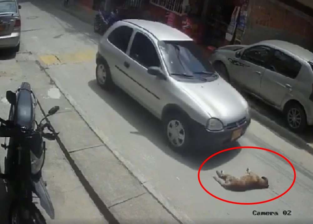 ¡Indignante! Desalmado conductor atropelló a un perro que dormía en la calle