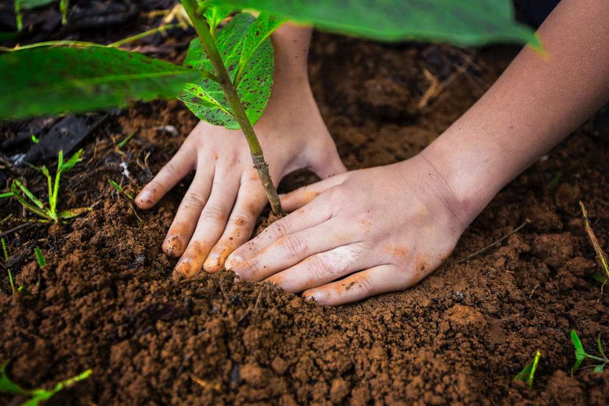 Este 20 de julio Montería se unirá a la Sembratón por el Planeta