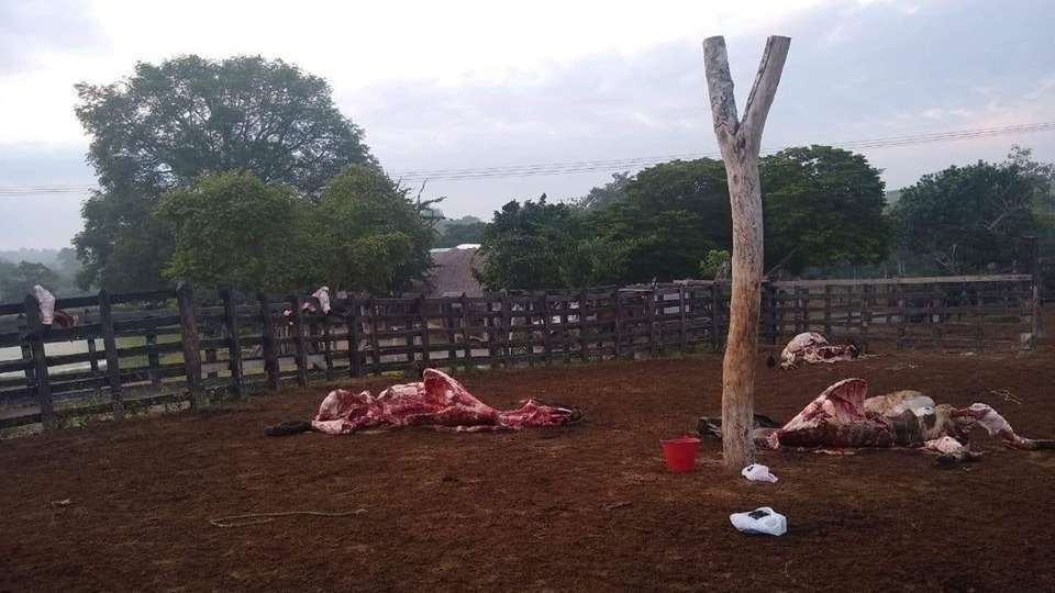 Delincuentes matan reses y roban su carne en finca de Corozal, Sucre