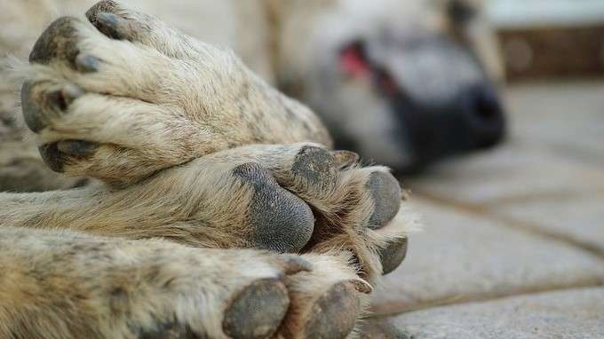 Perro murió luego de que su dueño lo lanzara de un piso 19