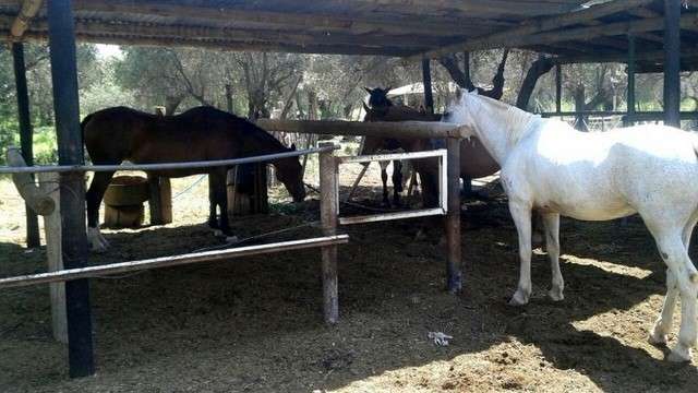 Joven arrastrada por un caballo murió en zona rural de Lorica