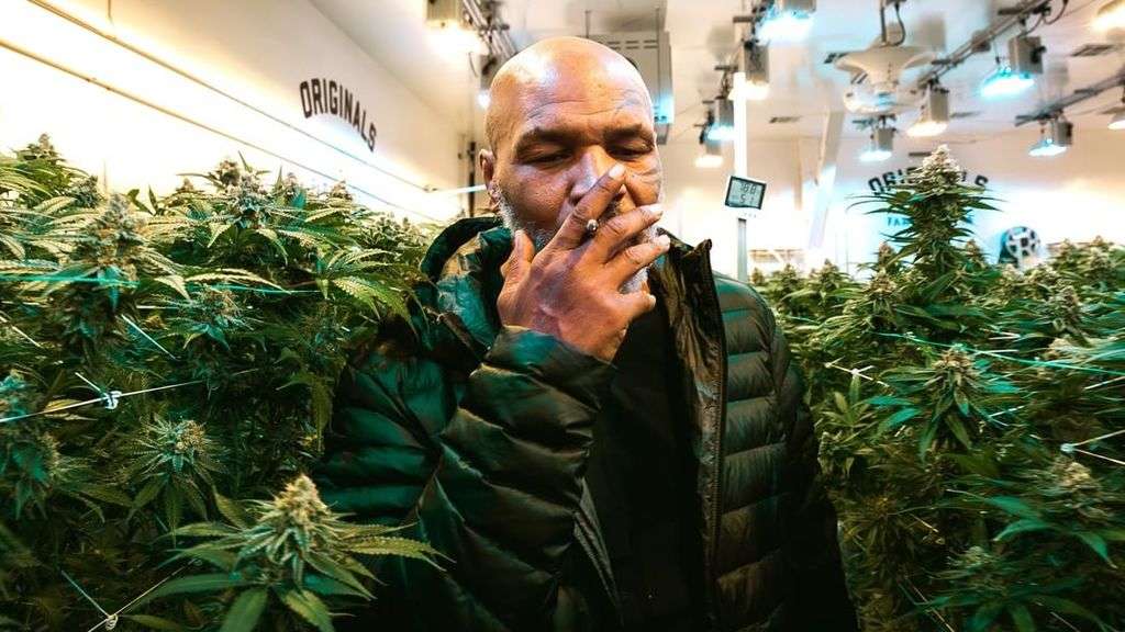 ¿Le gustará? Mike Tayson reveló que se fuma más de 130 millones de pesos en marihuana al mes