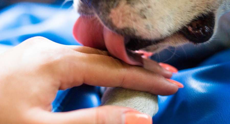 Su perro la lamió y contrajo una infección que le provocó la amputación de sus piernas